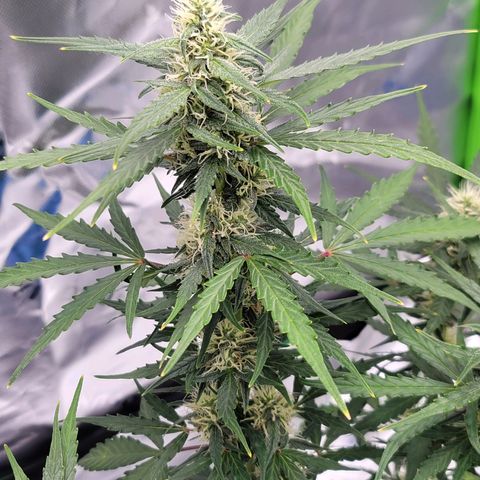 Strawberry Cheesecake Auto growlog timeline photo