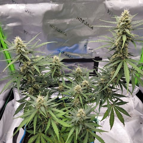 Strawberry Cheesecake Auto growlog timeline photo