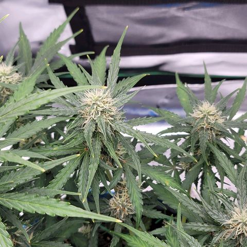 Strawberry Cheesecake Auto growlog timeline photo