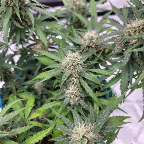 Strawberry Cheesecake Auto growlog timeline photo