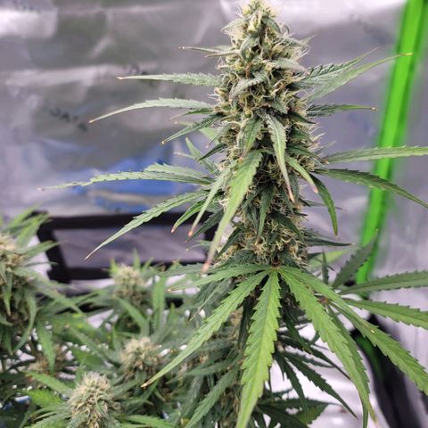 Strawberry Cheesecake Auto growlog timeline photo