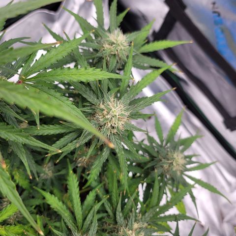 Strawberry Cheesecake Auto growlog timeline photo
