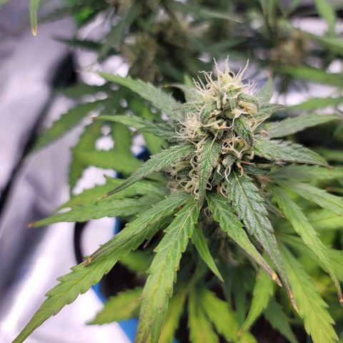 Strawberry Cheesecake Auto growlog timeline photo