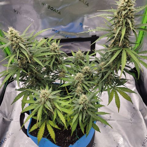 Strawberry Cheesecake Auto growlog timeline photo
