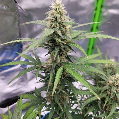 Strawberry Cheesecake Auto growlog timeline photo