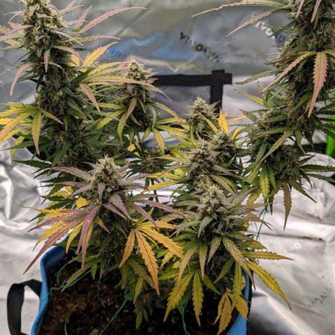 Strawberry Cheesecake Auto growlog photo: Her purple colors are really coming in the closer we get to harvest!