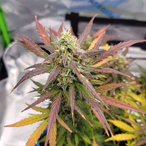 Strawberry Cheesecake Auto growlog photo: Showing gorgeous harvest colors! 1-2 weeks left!