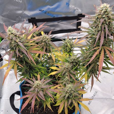 Strawberry Cheesecake Auto growlog photo: Showing gorgeous harvest colors! 1-2 weeks left!