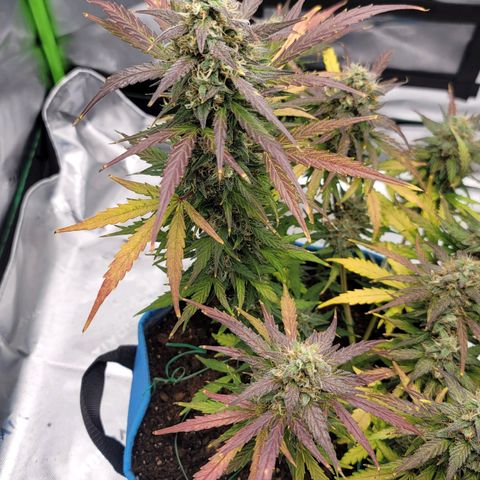 Strawberry Cheesecake Auto growlog photo: Showing gorgeous harvest colors! 1-2 weeks left!
