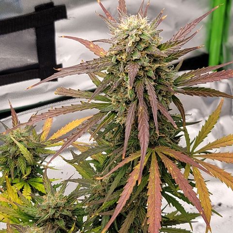Strawberry Cheesecake Auto growlog timeline photo