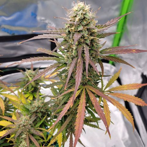 Strawberry Cheesecake Auto growlog timeline photo