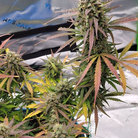 Strawberry Cheesecake Auto growlog photo: Showing gorgeous harvest colors! 1-2 weeks left!