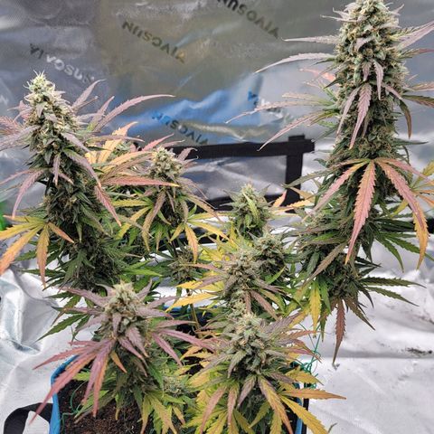 Strawberry Cheesecake Auto growlog photo: Showing gorgeous harvest colors! 1-2 weeks left!