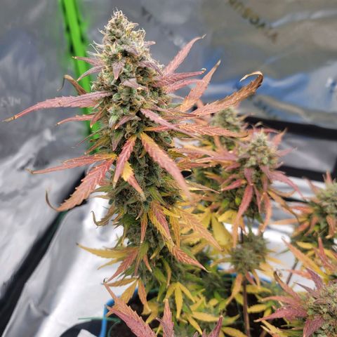 Strawberry Cheesecake Auto growlog photo: Harvest day!!
