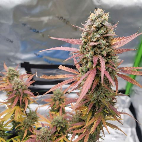 Strawberry Cheesecake Auto growlog photo: Harvest day!!