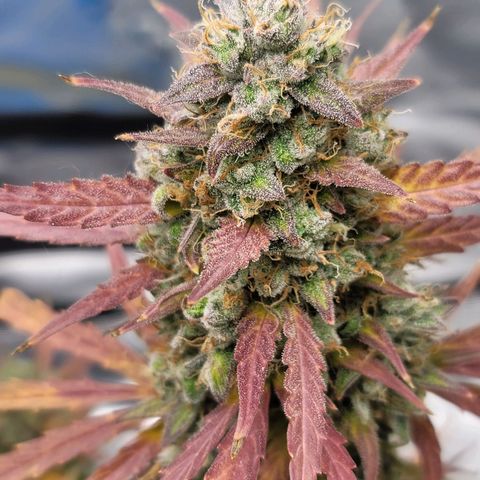 Strawberry Cheesecake Auto growlog photo: Harvest day!!