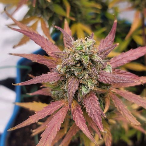 Strawberry Cheesecake Auto growlog photo: Harvest day!!