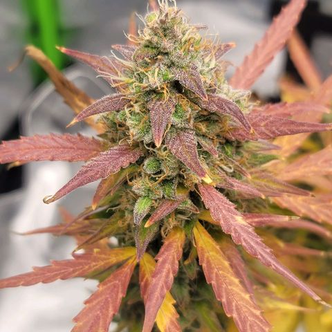 Strawberry Cheesecake Auto growlog photo: Harvest day!!