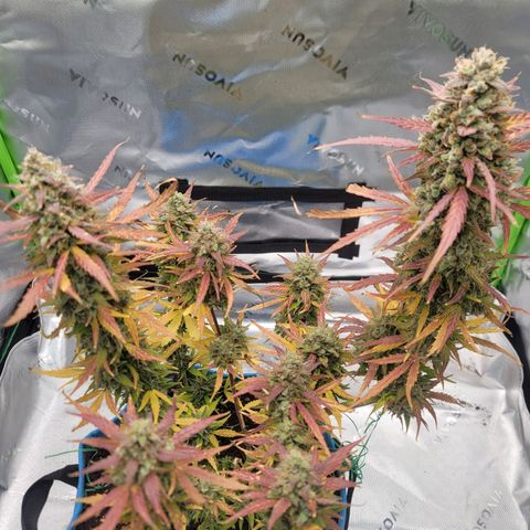Strawberry Cheesecake Auto growlog photo: Harvest day!!