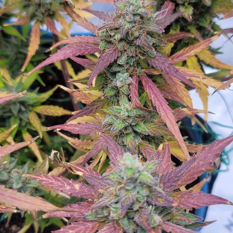 Strawberry Cheesecake Auto growlog photo: Harvest day!!