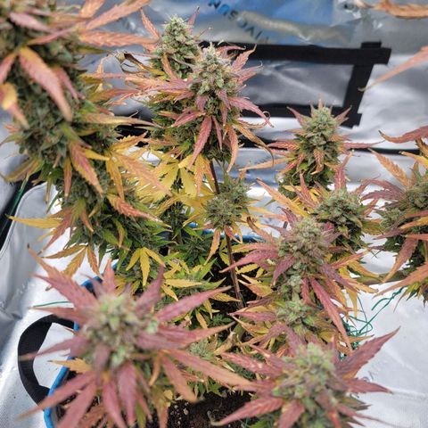 Strawberry Cheesecake Auto growlog photo: Harvest day!!