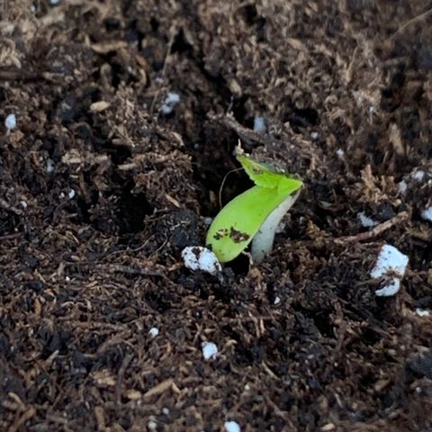 Wendy growlog timeline photo