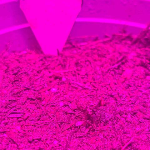 CALI KUSH FAST #1 growlog photo: Sprowded but not without the shell
Hopefully I can remove it carefully or it will.drop it off