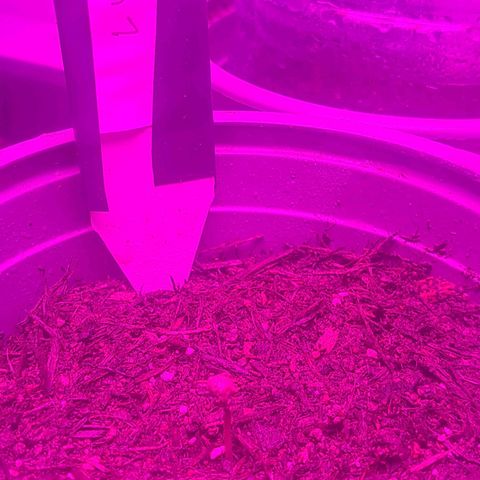 CALI KUSH FAST #1 growlog timeline photo