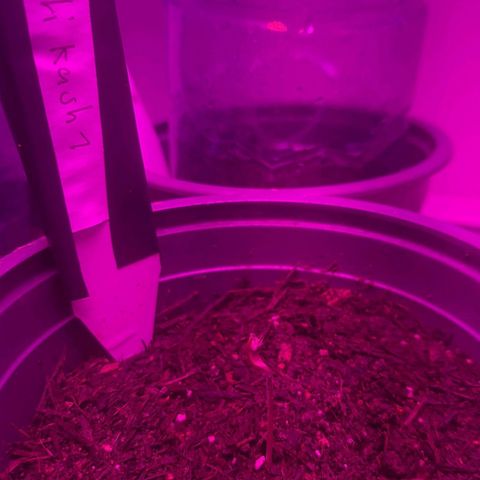 CALI KUSH FAST #1 growlog photo: Dropped the shell and is sprowded completedle 😇