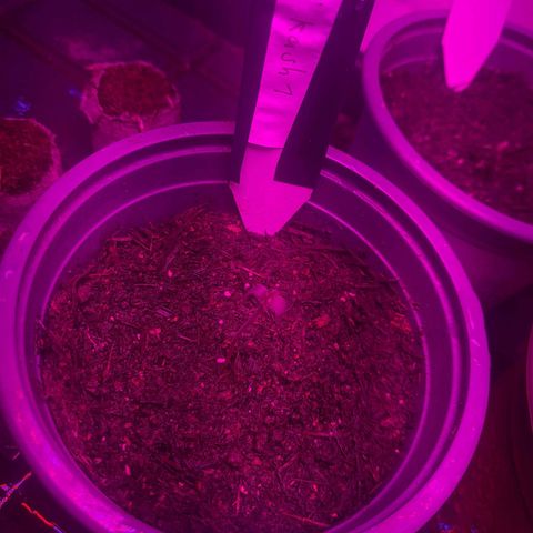 CALI KUSH FAST #1 growlog timeline photo
