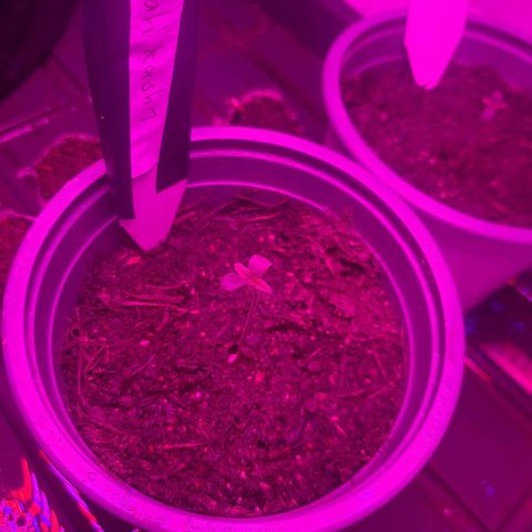 CALI KUSH FAST #1 growlog photo: Looking good
