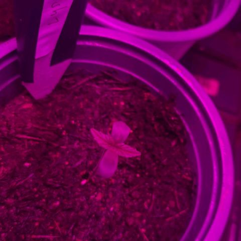 CALI KUSH FAST #1 growlog photo: Growing now🌱