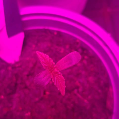 CALI KUSH FAST #1 growlog photo: Growing well
