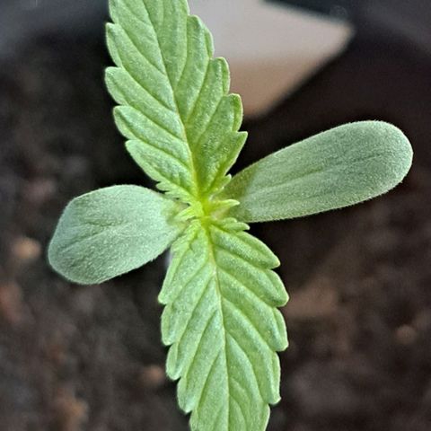 CALI KUSH FAST #1 growlog photo: Producing 2. Leave pair