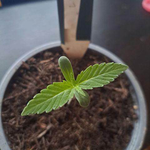 CALI KUSH FAST #1 growlog timeline photo
