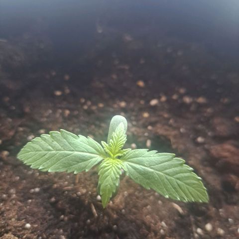 CALI KUSH FAST #1 growlog timeline photo
