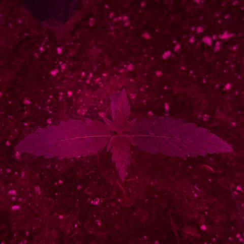 CALI KUSH FAST #1 growlog photo: Bio Bizz Erde
