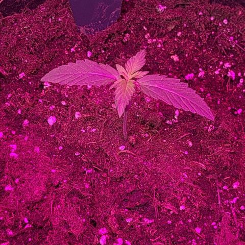 CALI KUSH FAST #1 growlog timeline photo