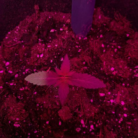 CALI KUSH FAST #1 growlog timeline photo
