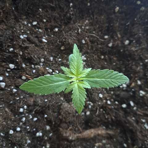 CALI KUSH FAST #1 growlog timeline photo