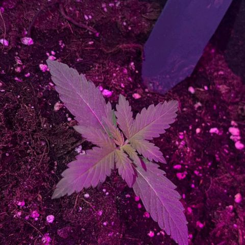 CALI KUSH FAST #1 growlog photo: Feeding with Bio Bizz Grow Fertilizer
1.5 ml Grow
1.0 ml Root juice