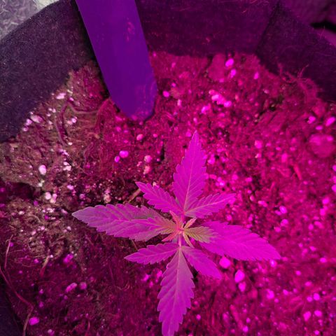 CALI KUSH FAST #1 growlog timeline photo