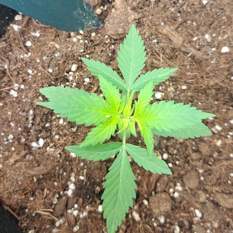 CALI KUSH FAST #1 growlog timeline photo