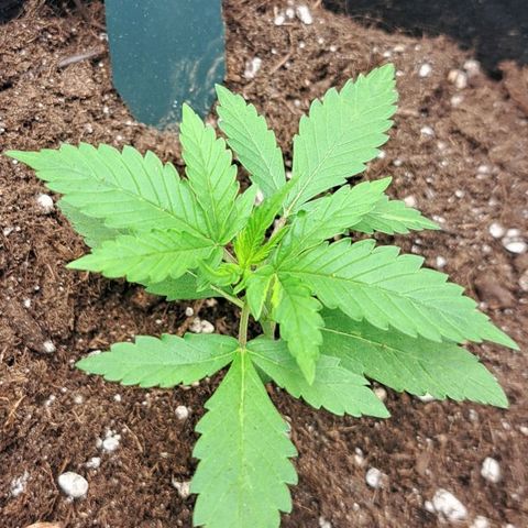 CALI KUSH FAST #1 growlog timeline photo