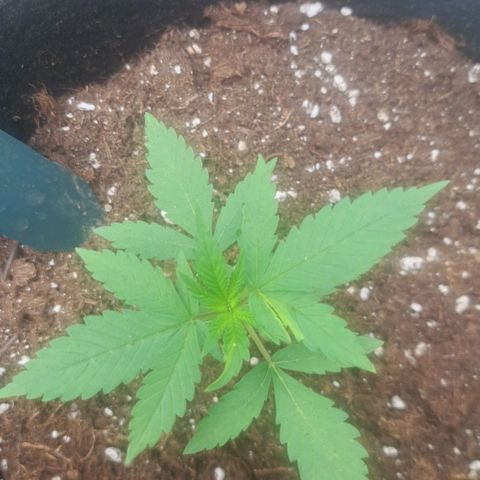 CALI KUSH FAST #1 growlog timeline photo
