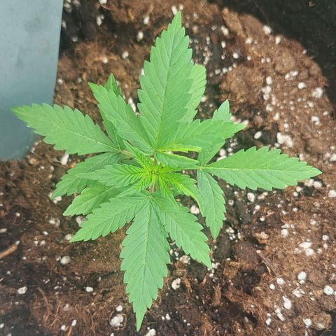 CALI KUSH FAST #1 growlog timeline photo