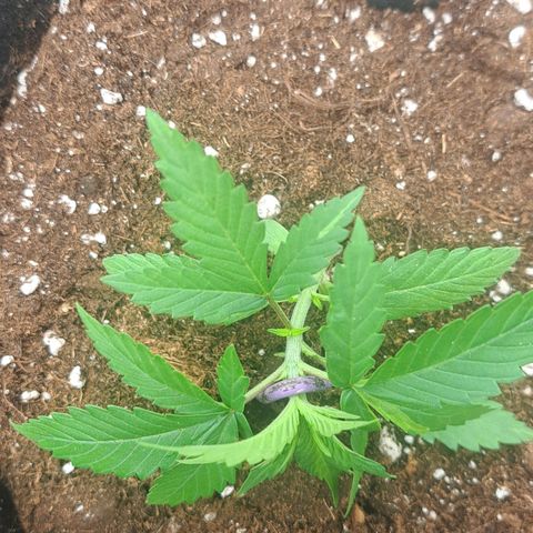 CALI KUSH FAST #1 growlog timeline photo