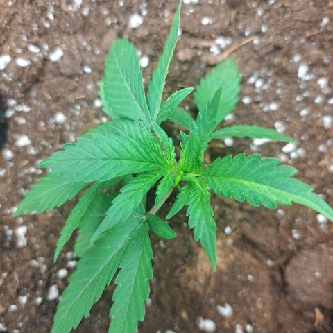 CALI KUSH FAST #1 growlog photo: After the training