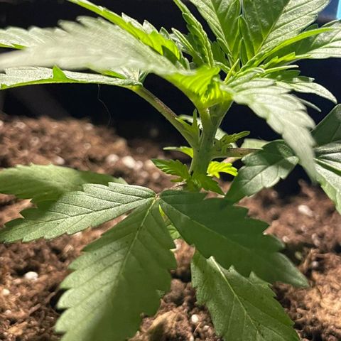 CALI KUSH FAST #1 growlog timeline photo
