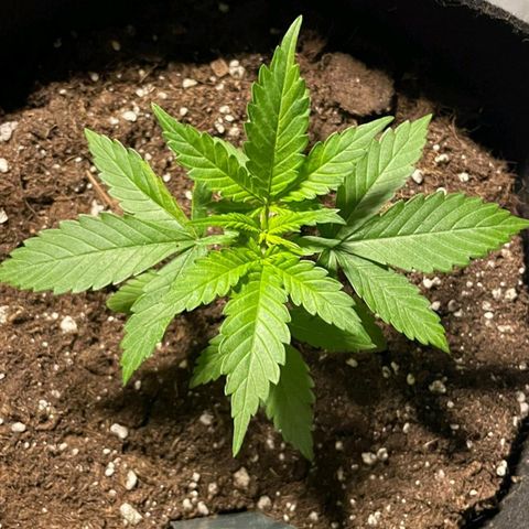 CALI KUSH FAST #1 growlog timeline photo
